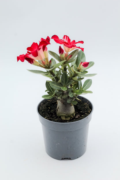Adenium obesum hybride "kies je bloemkleur"