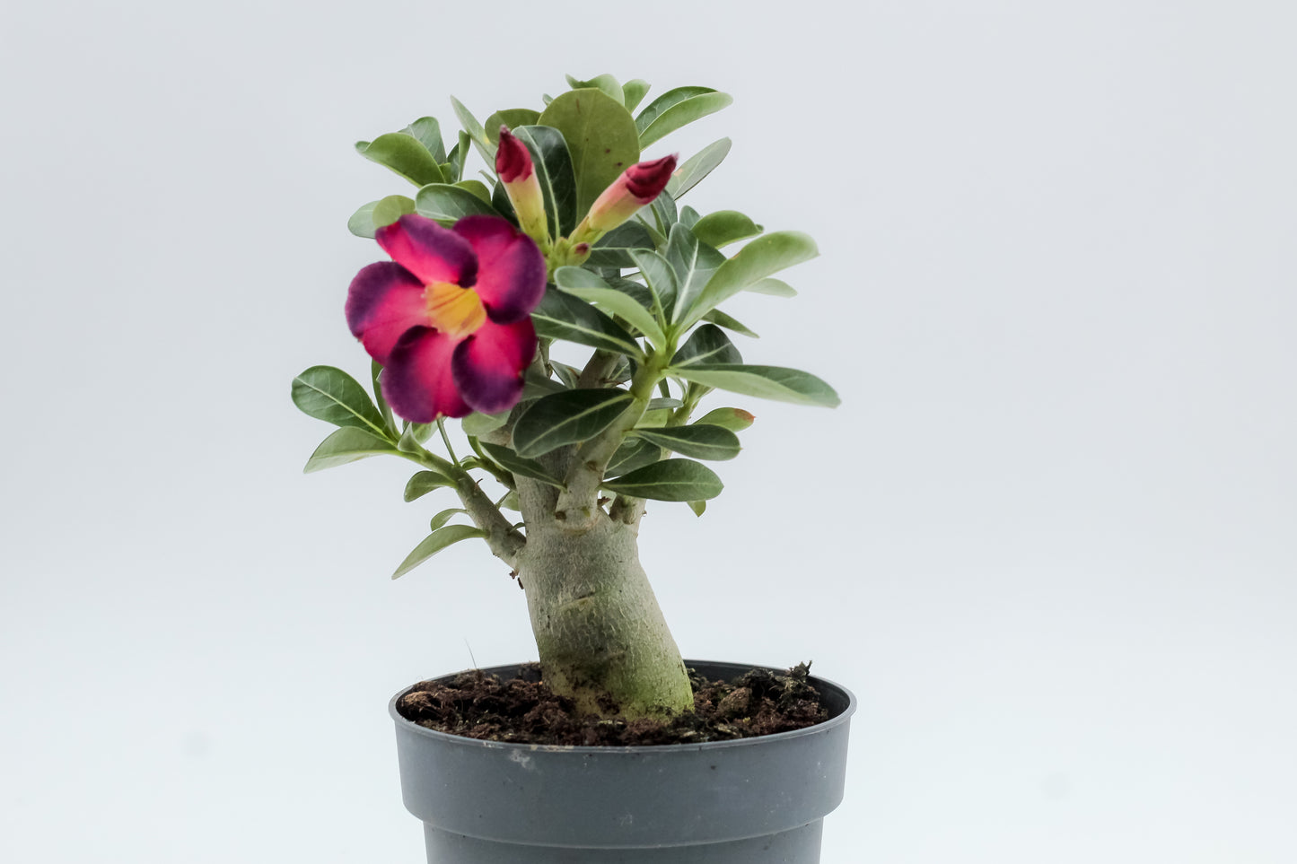 Adenium obesum hybride "kies je bloemkleur"