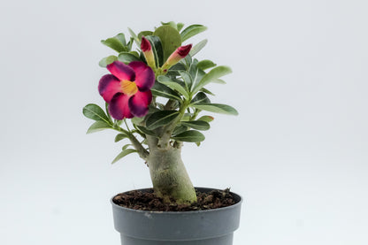 Adenium obesum hybride "kies je bloemkleur"