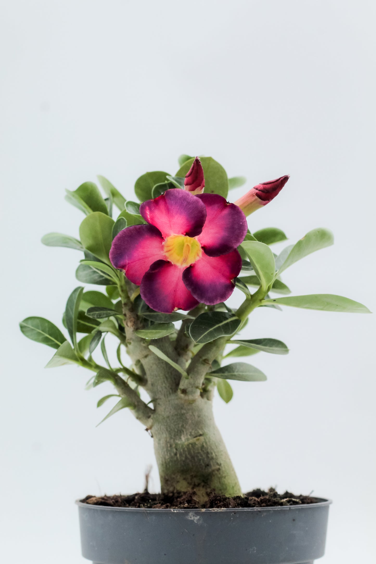 Adenium obesum hybride "kies je bloemkleur"