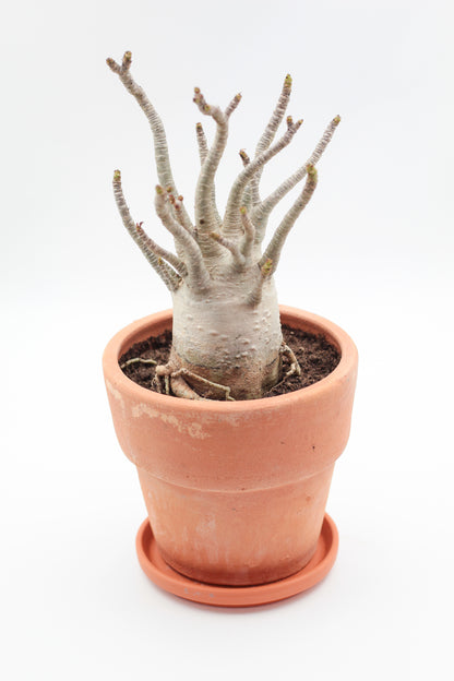 Adenium arabicum in terracotta pot