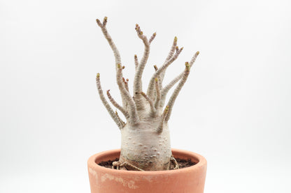 Adenium arabicum in terracotta pot