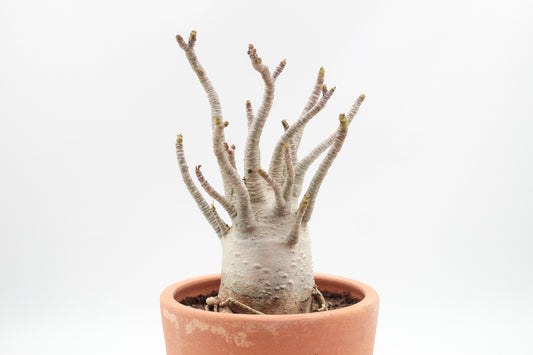 Adenium arabicum in terracotta pot