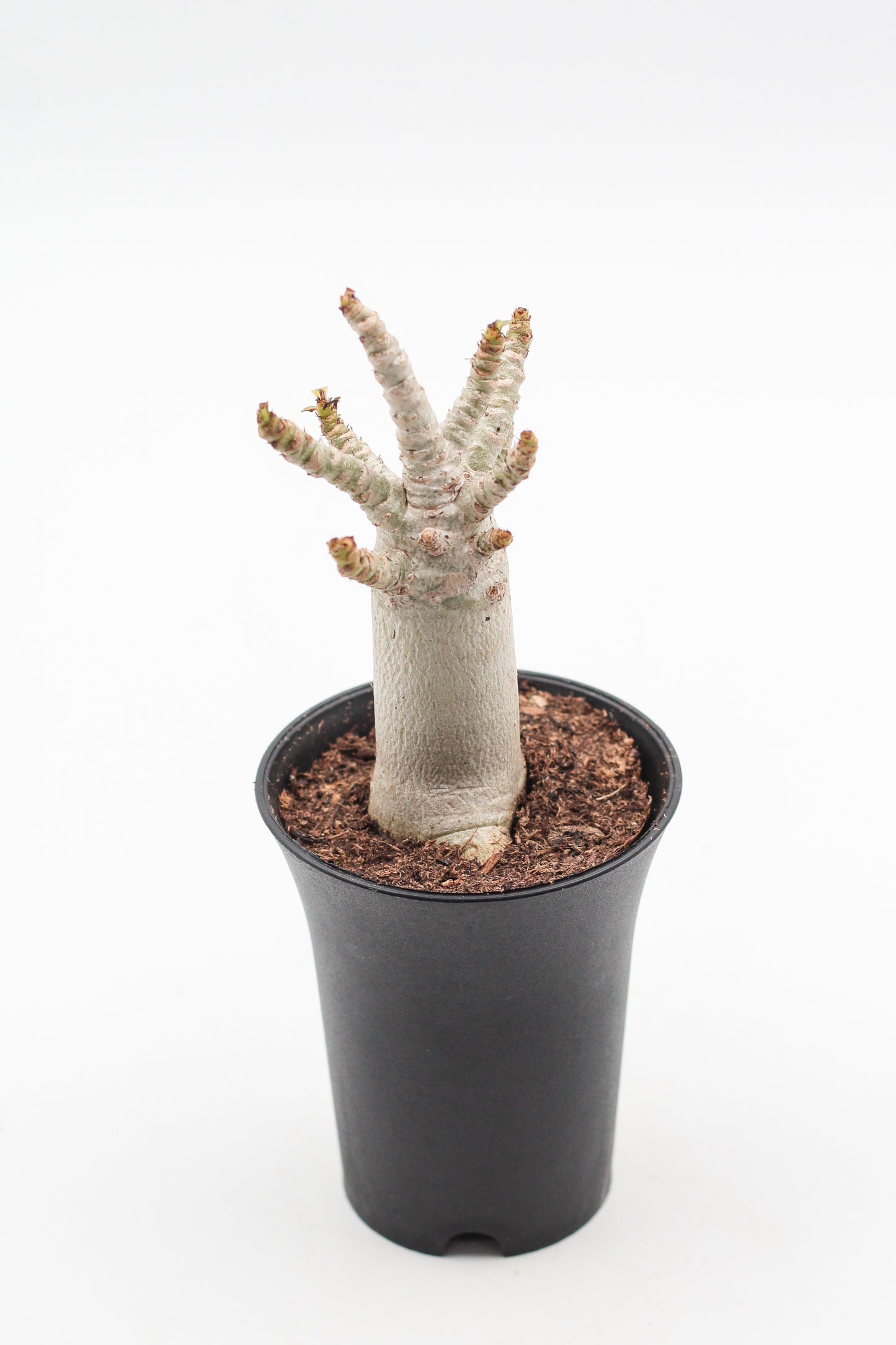 Adenium arabicum