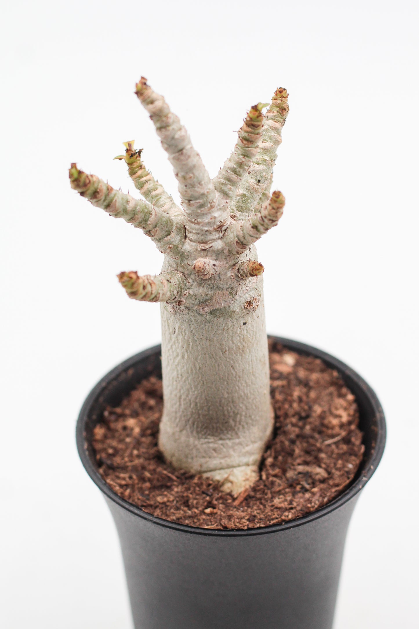Adenium arabicum