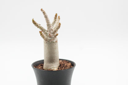 Adenium arabicum