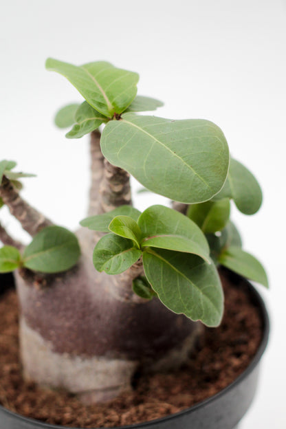 Adenium arabicum black