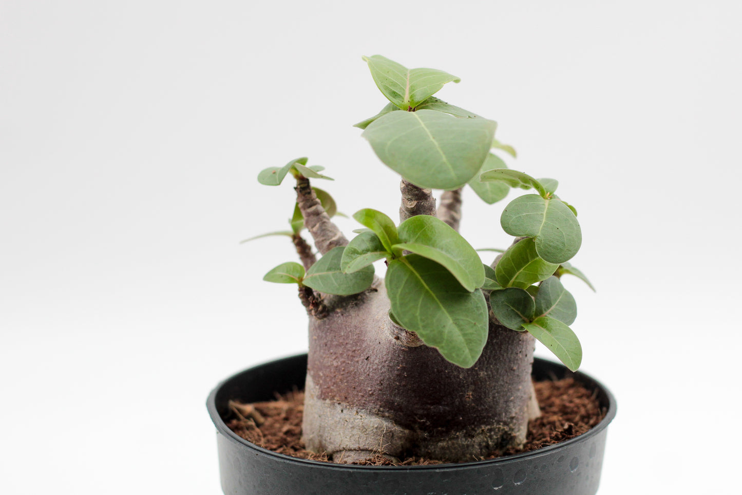 Adenium arabicum black