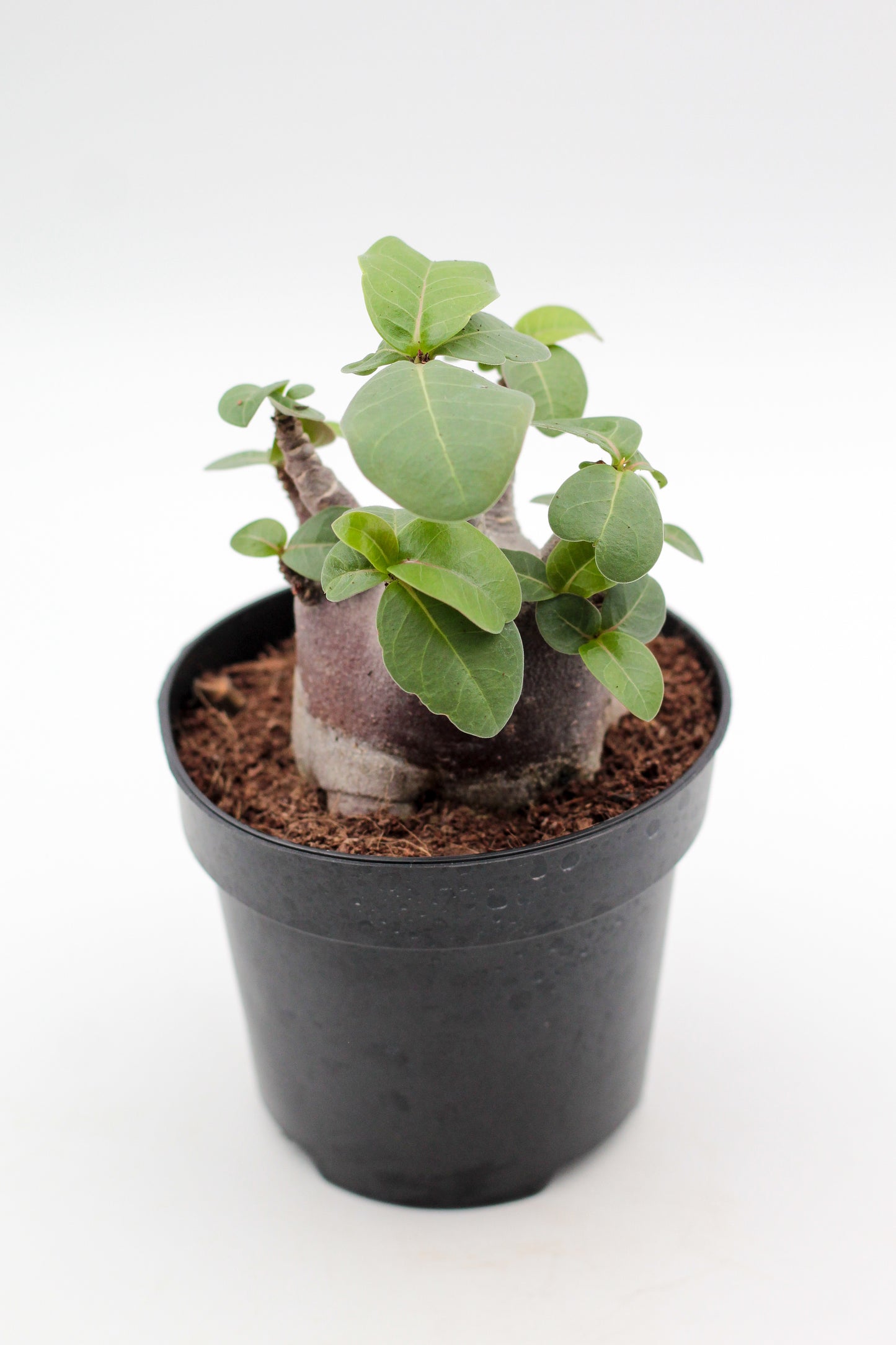 Adenium arabicum black