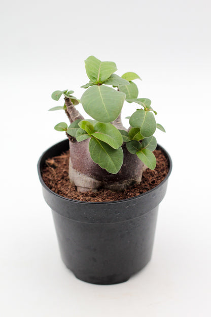 Adenium arabicum black