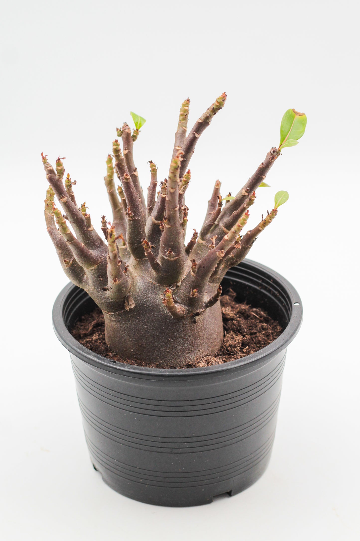 Adenium arabicum black