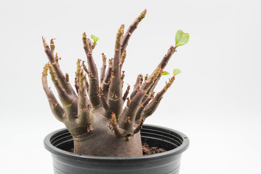 Adenium arabicum black
