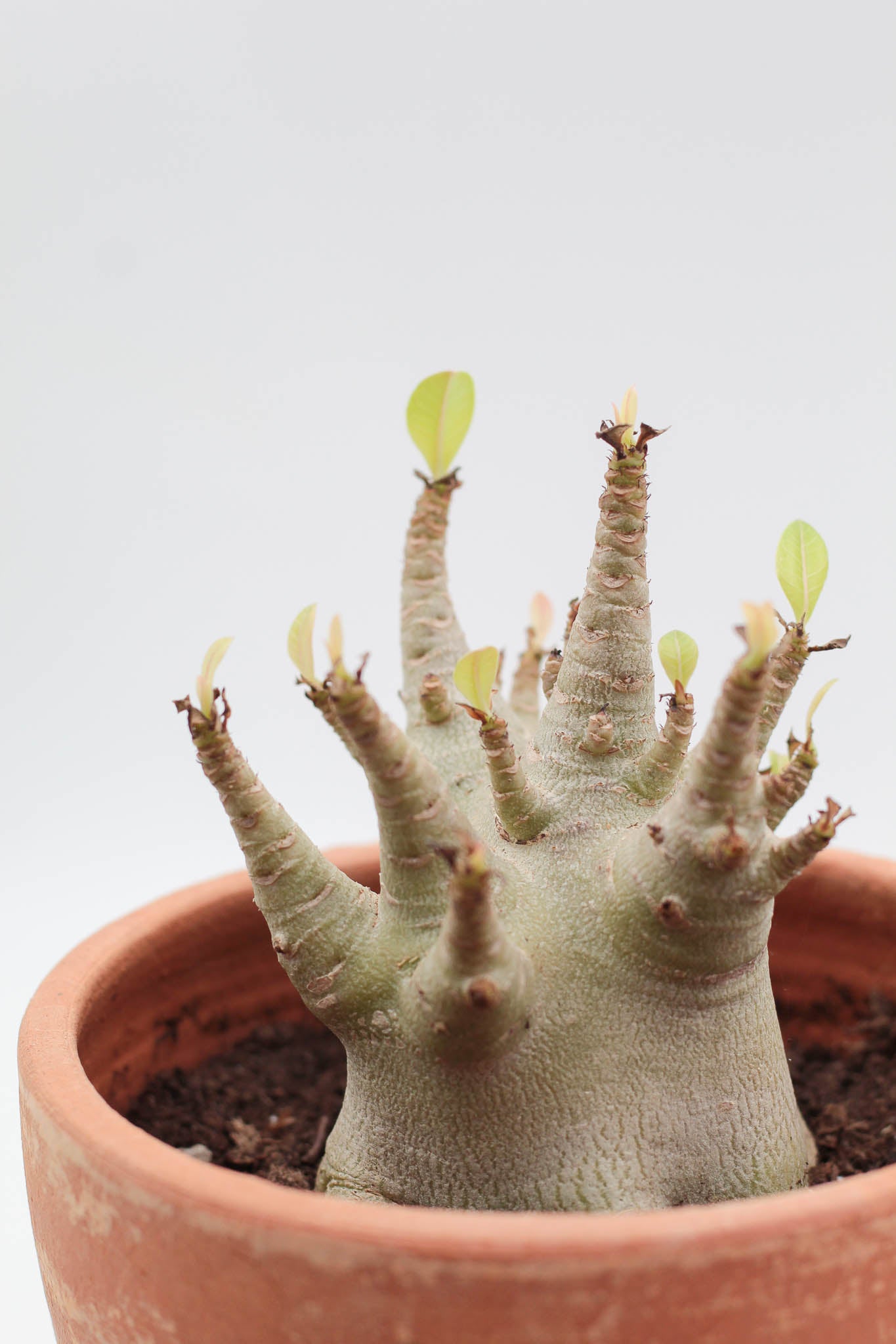 Adenium arabicum in terracotta pot