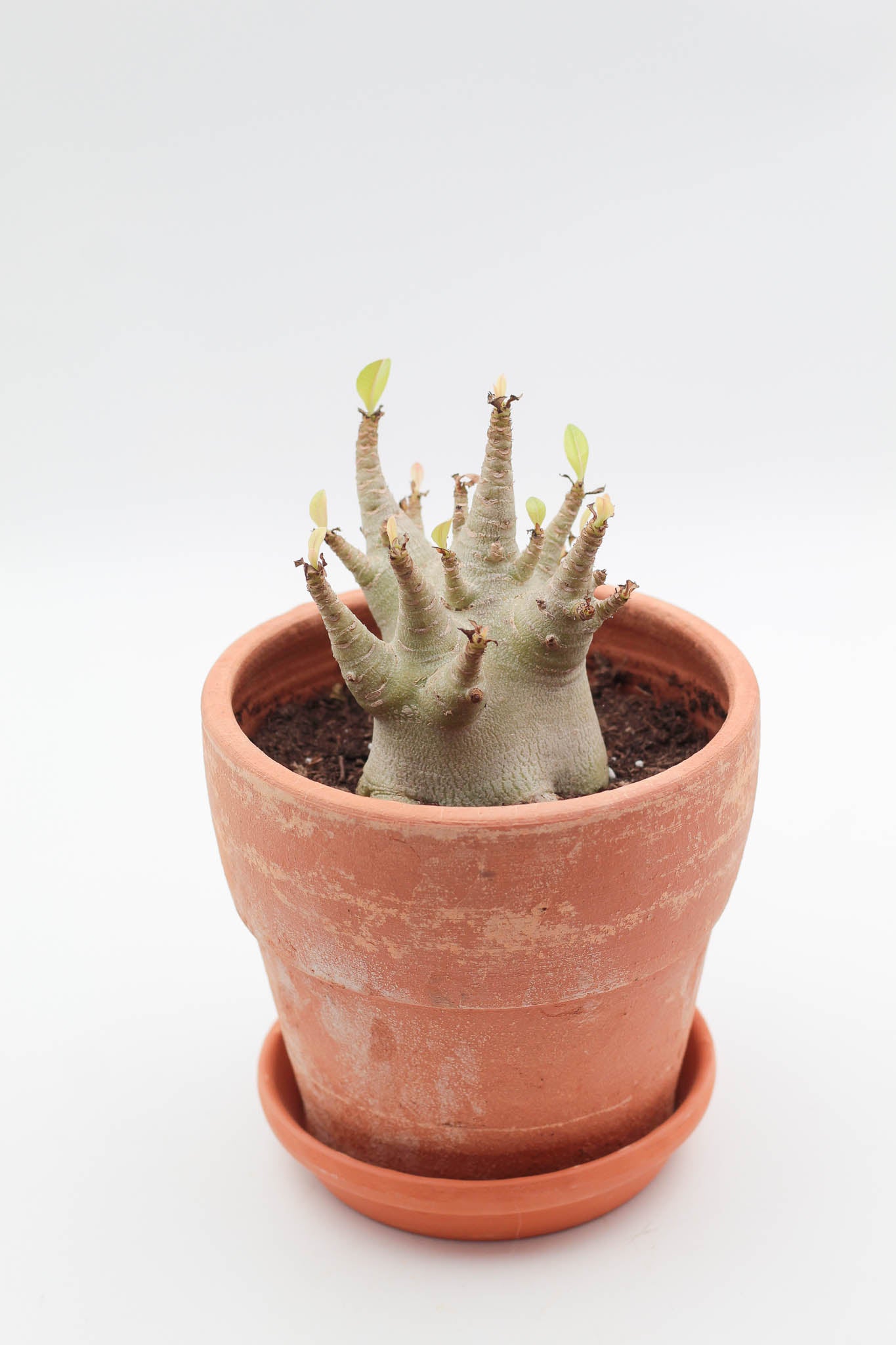 100 Rare Adenium Arabicum Mixed Assorted Seeds – Fresh King Adenium – Free Shipping