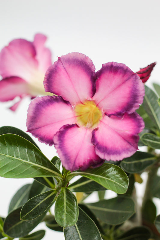 Adenium obesum hybride "kies je bloemkleur"