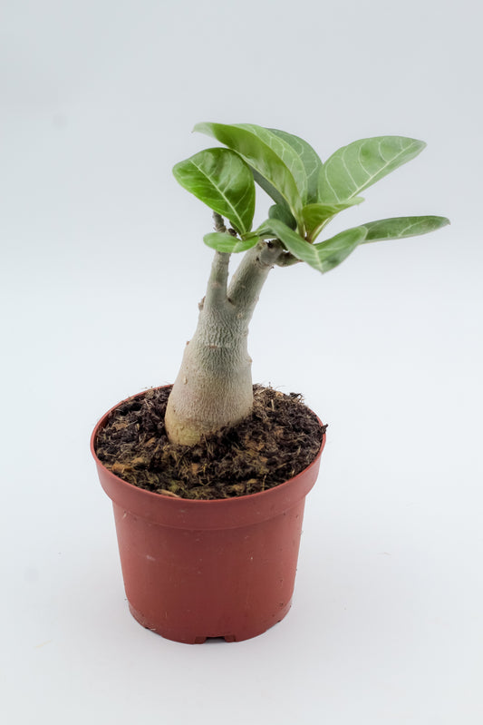 Adenium obesum subs. boehmianum