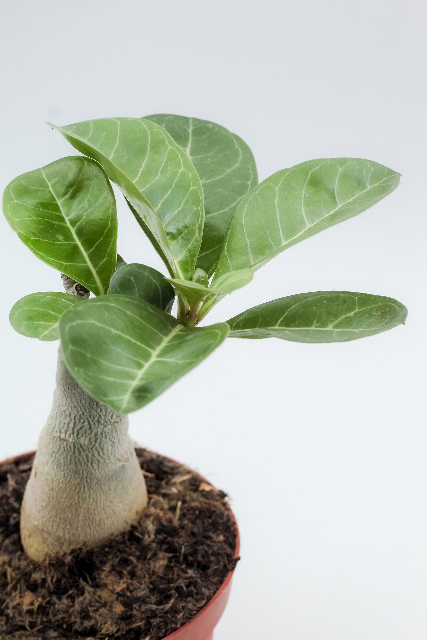 Adenium obesum subs. boehmianum