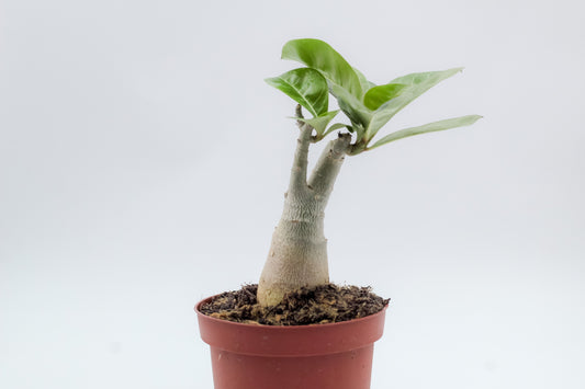 Adenium obesum subs. boehmianum
