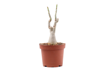 Adenium obesum subsp. boehmianum