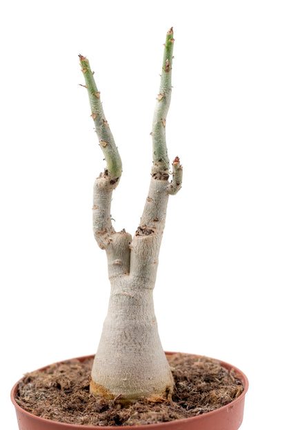 Adenium obesum subsp. boehmianum