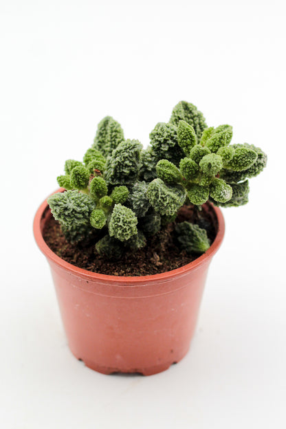 Adromischus Marianiae Herrei Lime drops