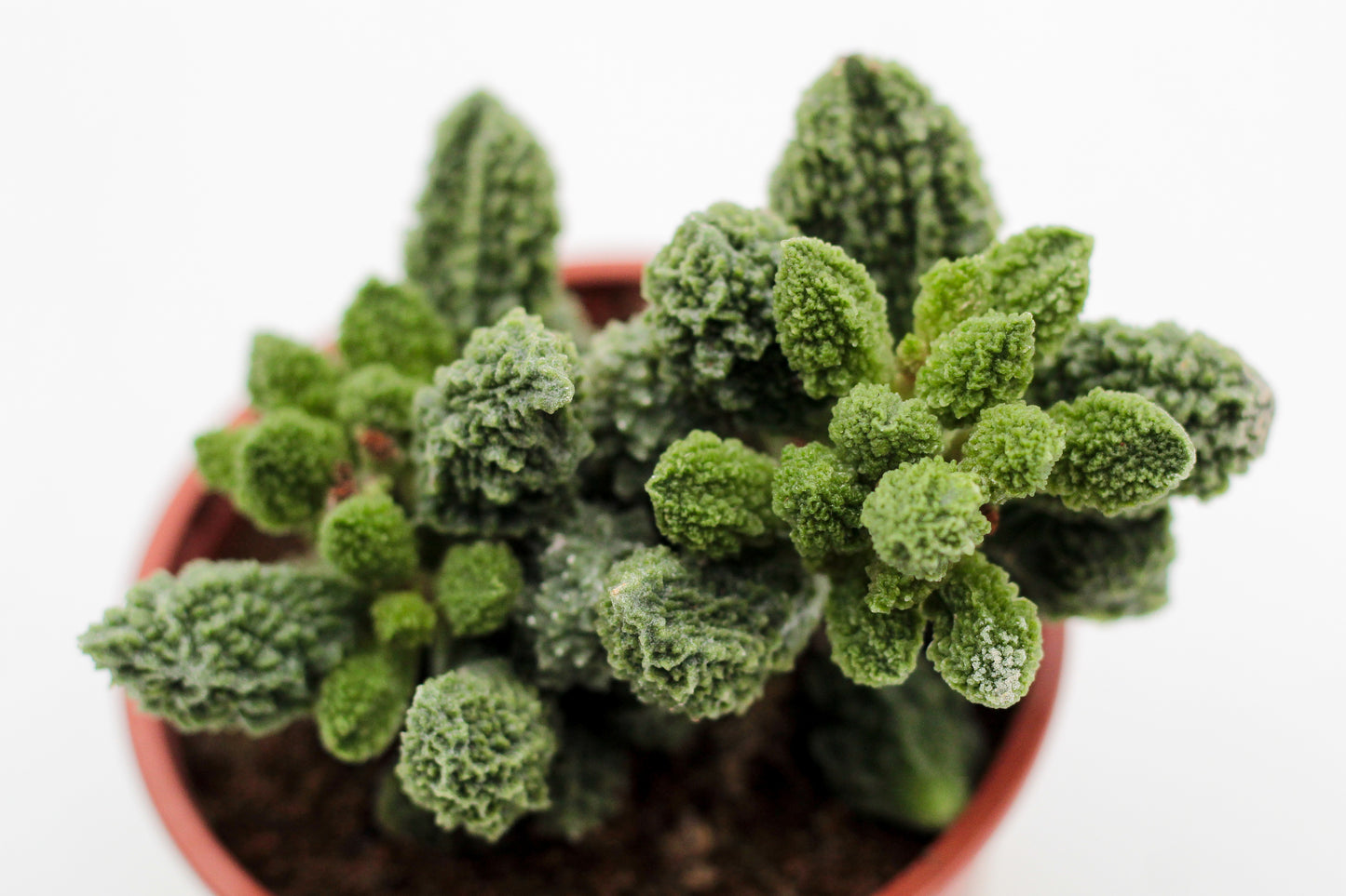 Adromischus Marianiae Herrei Lime drops