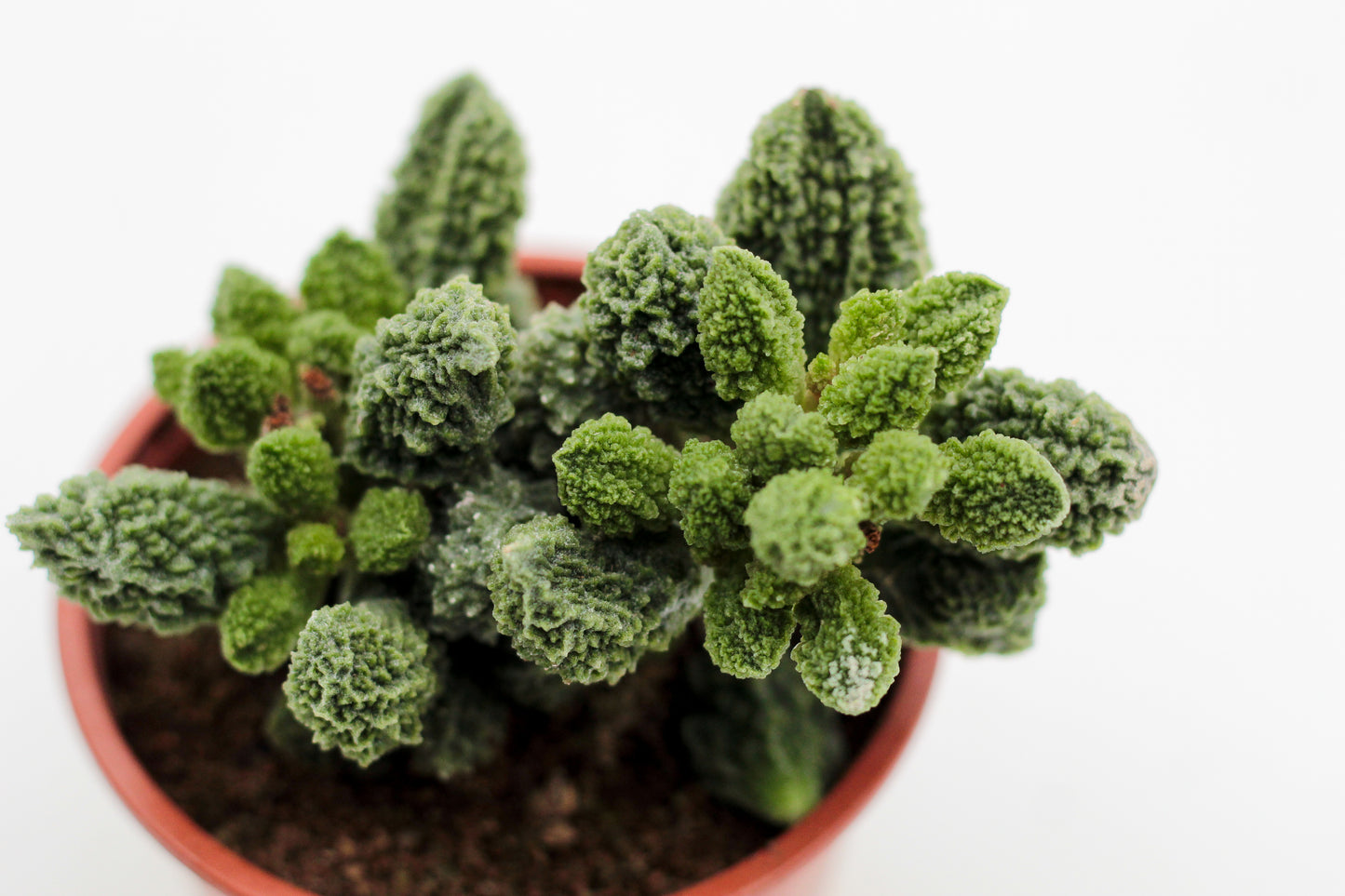Adromischus Marianiae Herrei Lime drops