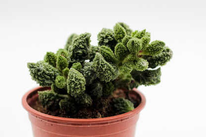 Adromischus Marianiae Herrei Lime drops