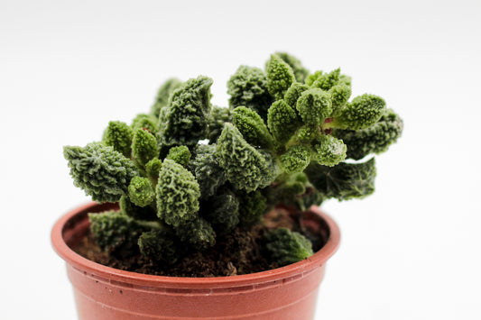 Adromischus Marianiae Herrei Lime drops