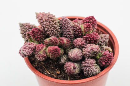 Adromischus Marianiae Herrei red coral