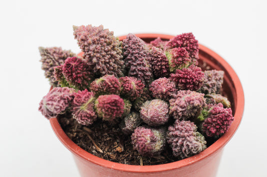 Adromischus Marianiae Herrei red coral