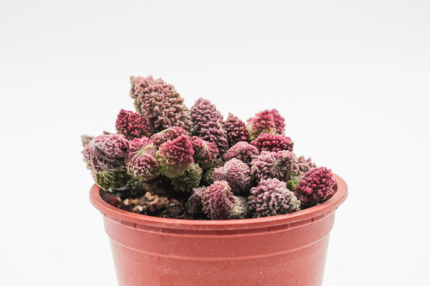 Adromischus Marianiae Herrei red coral