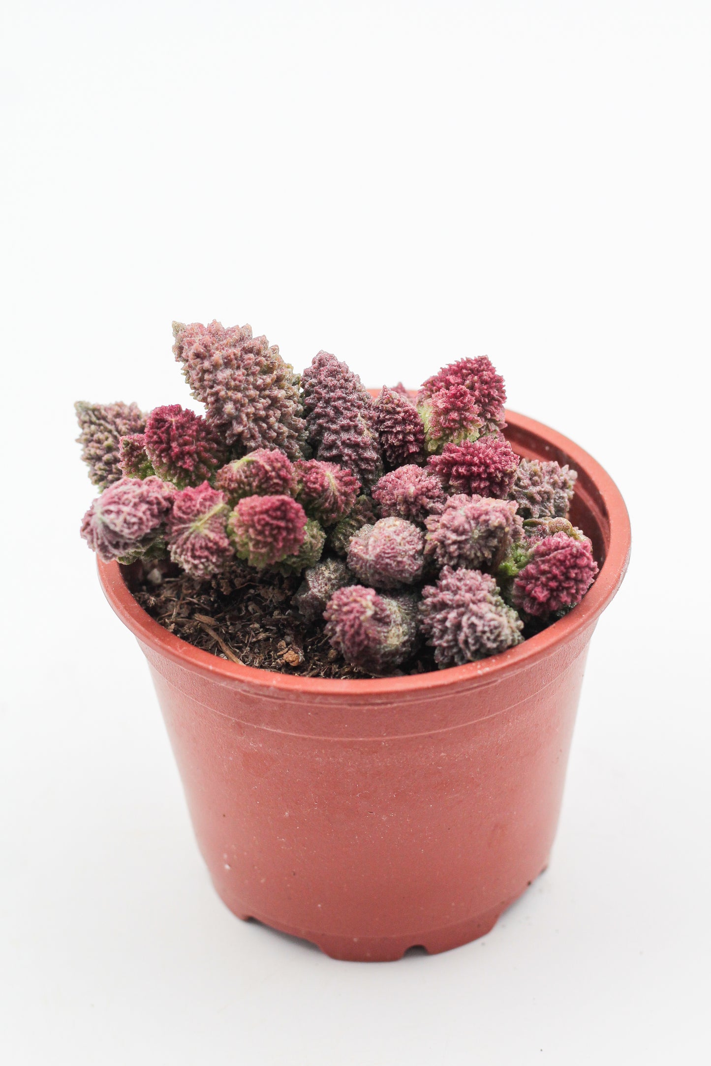 Adromischus Marianiae Herrei red coral