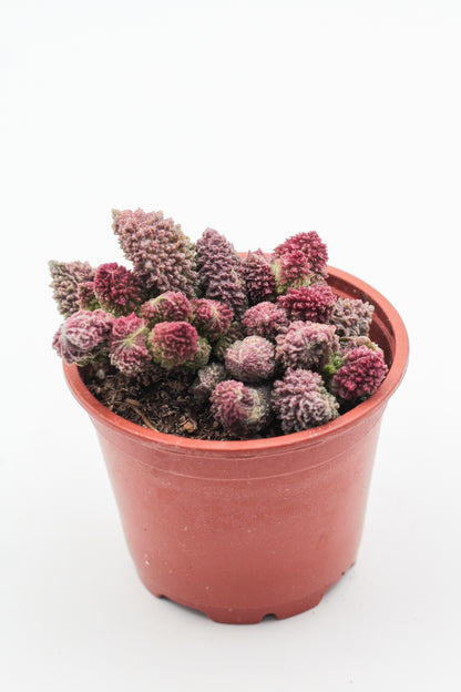 Adromischus Marianiae Herrei red coral