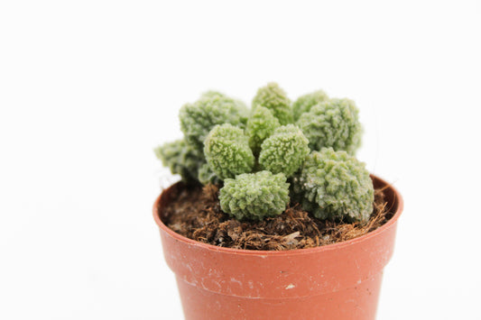 Adromischus Marianiae Herrei Lime drops