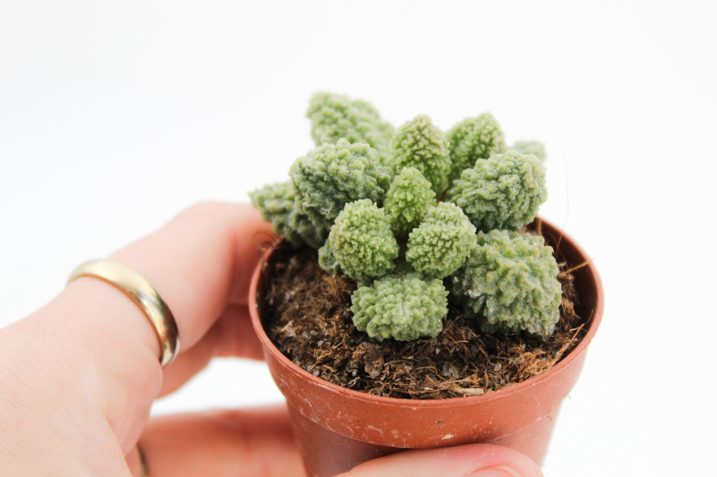 Adromischus Marianiae Herrei Lime drops