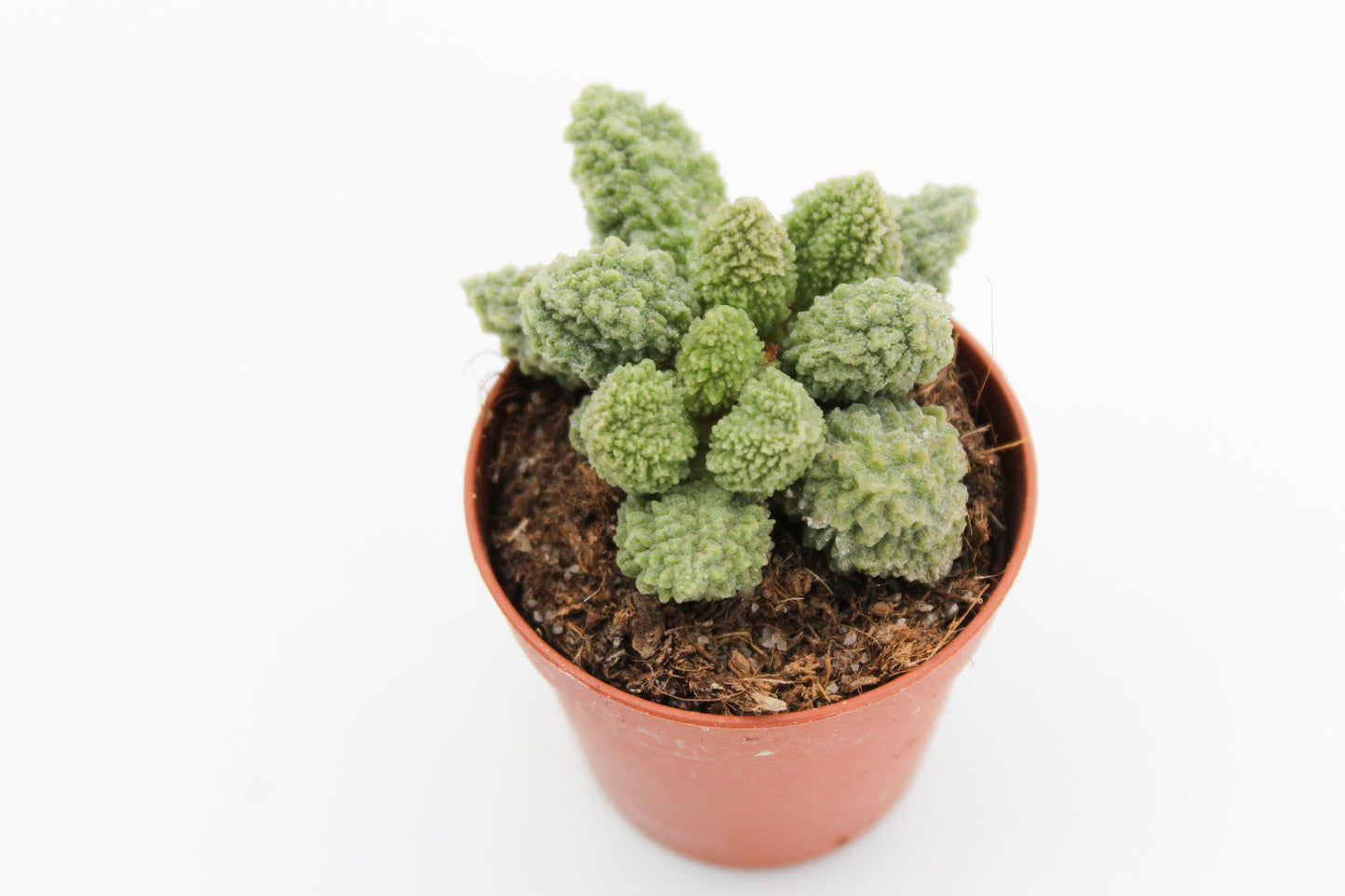 Adromischus Marianiae Herrei Lime drops