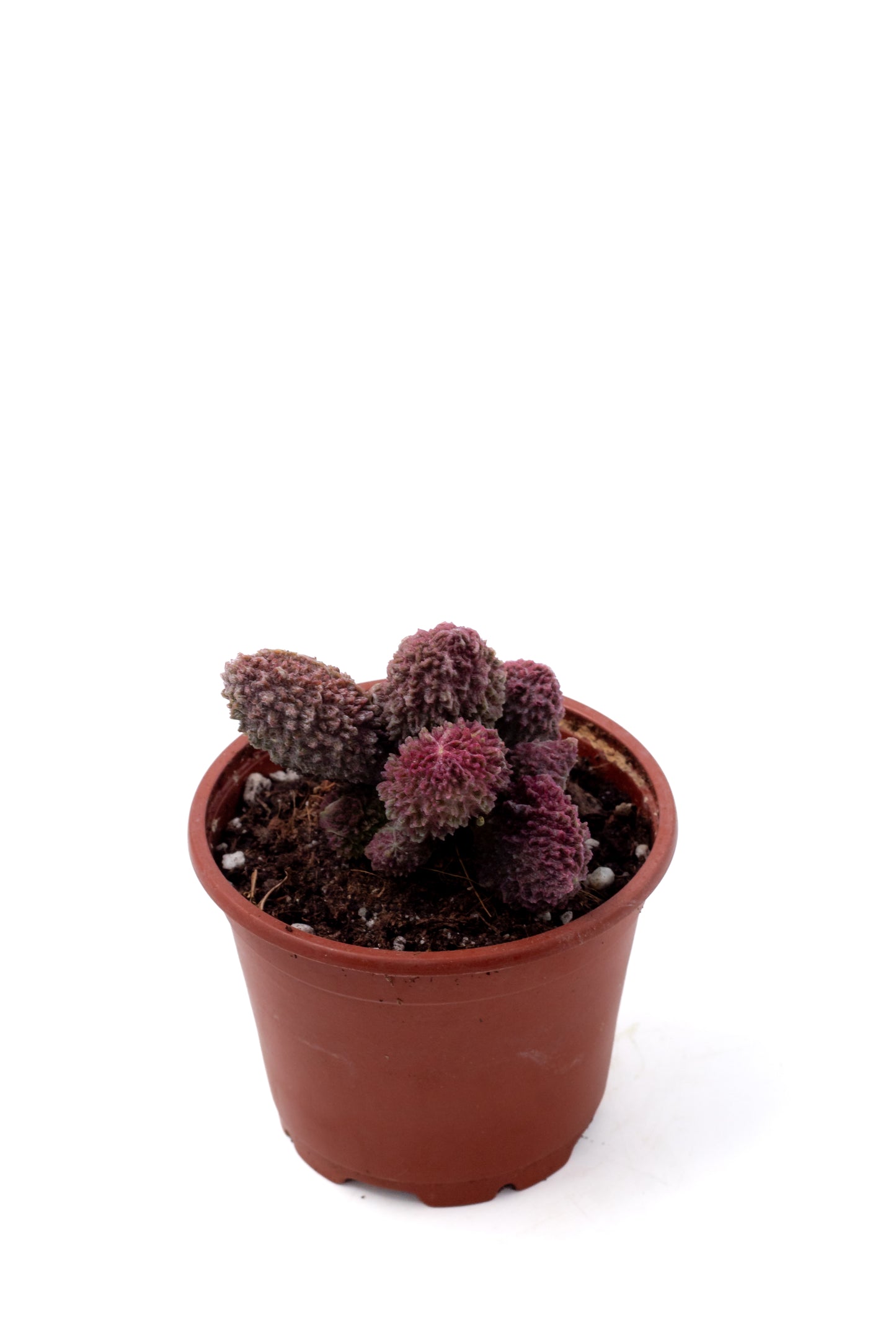 Adromischus Marianiae Herrei red coral
