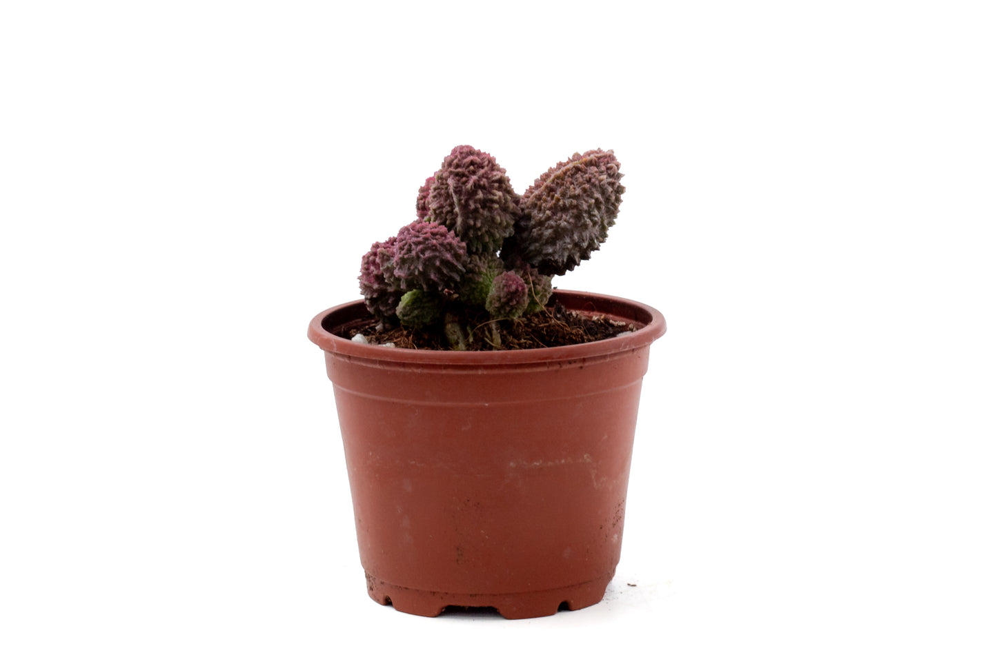 Adromischus Marianiae Herrei red coral