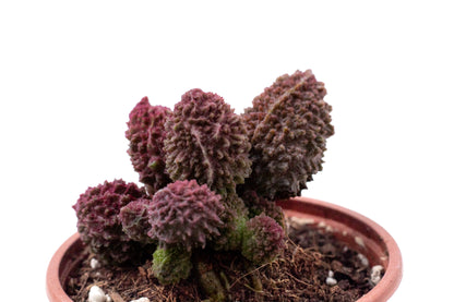 Adromischus Marianiae Herrei red coral