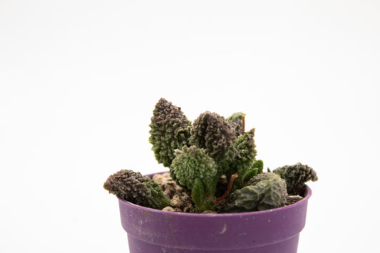 Adromischus Marianiae Herrei red coral