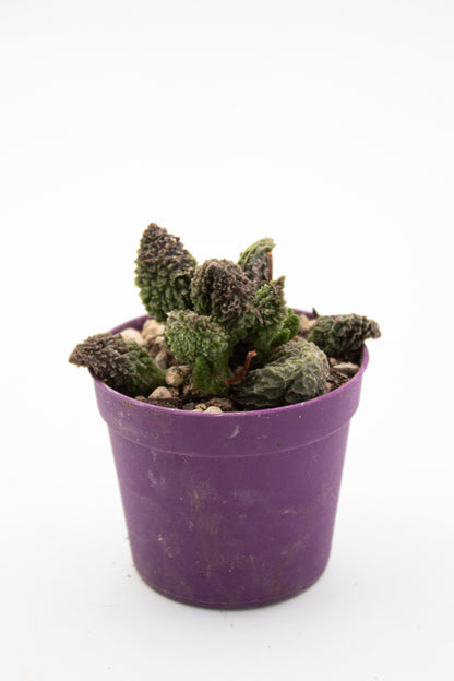 Adromischus Marianiae Herrei red coral