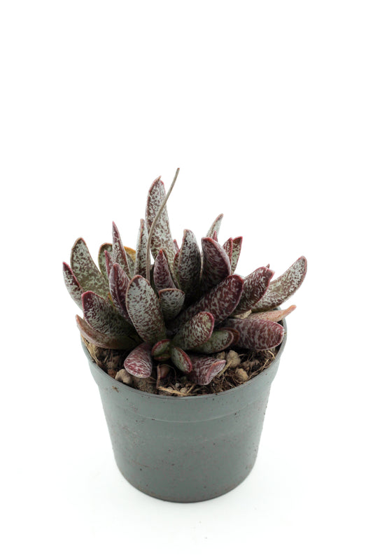 Adromischus maculatus Calico Hearts