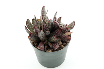 Adromischus maculatus Calico Hearts