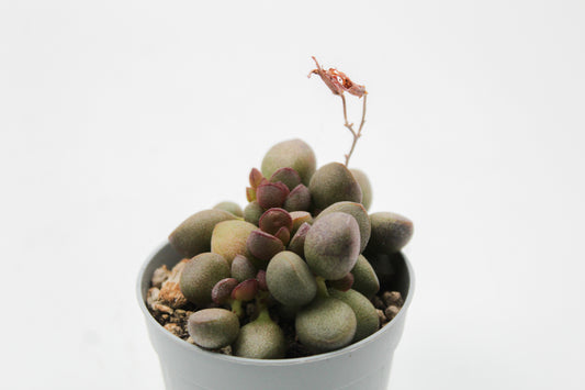 Adromischus marianae cv. Little Spheroid
