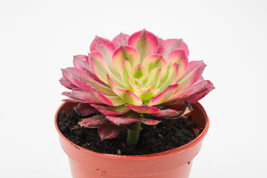 Aeonium Anna