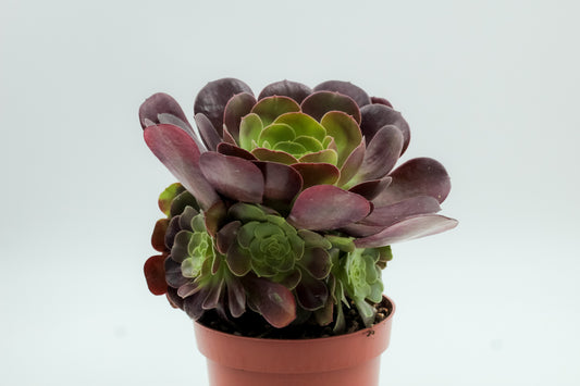 Aeonium Arboreum Velour