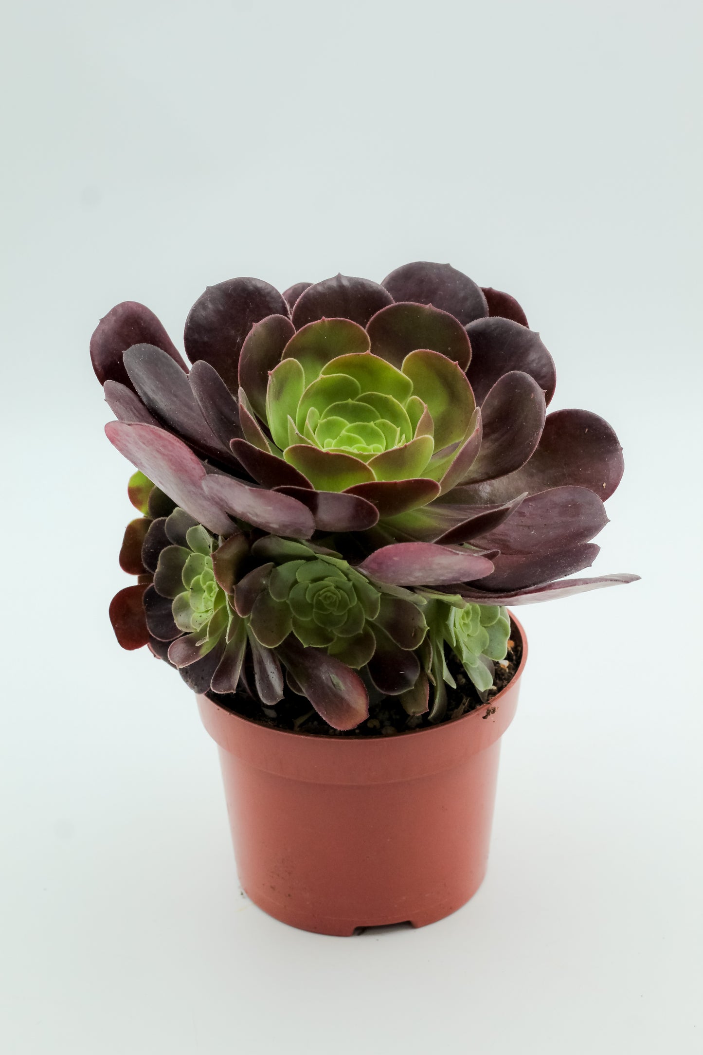 Aeonium Arboreum Velour