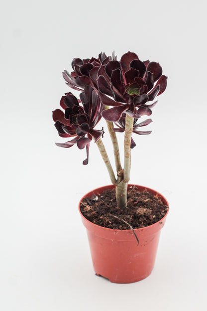 Aeonium Arboreum Velour Bonsai!