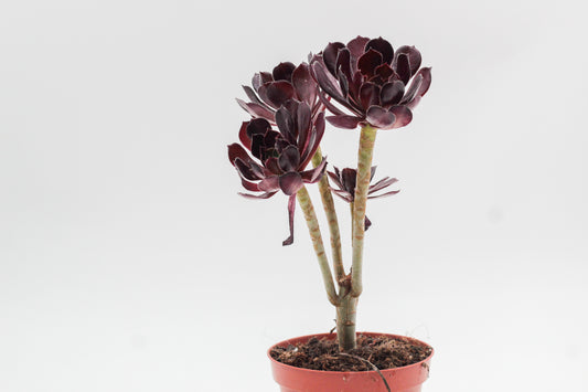 Aeonium Arboreum Velour Bonsai!